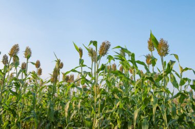 Mavi gökyüzünün altındaki tarlada Sorghum bitkileri