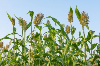 Mavi gökyüzünün altındaki tarlada Sorghum bitkileri
