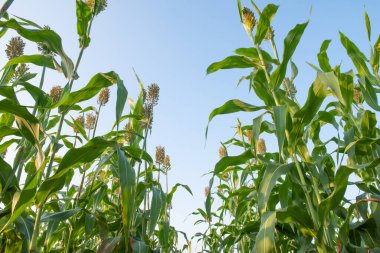 Mavi gökyüzünün altındaki tarlada Sorghum bitkileri