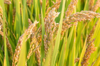 Sonbaharda altın pirinç tarlası hasadı