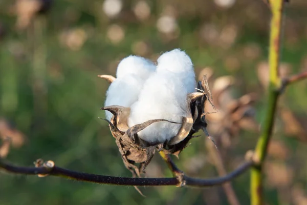 Semi Cotone Maturo Sulla Pianta Cotone — Foto Stock