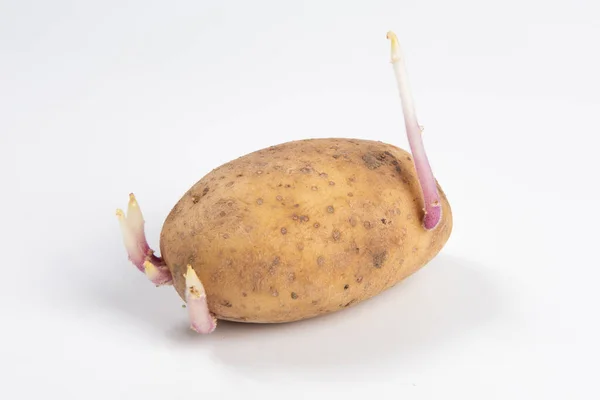 Aardappelspruiten Geïsoleerd Witte Achtergrond — Stockfoto