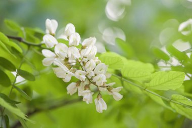 Akasya ağacı çiçekleri baharda çiçek açar. Yeşil arkaplanı olan Akasya çiçek dalı