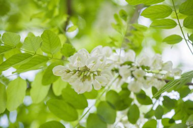 Akasya ağacı çiçekleri baharda çiçek açar. Yeşil arkaplanı olan Akasya çiçek dalı