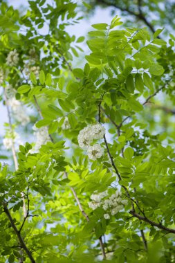 Akasya ağacı çiçekleri baharda çiçek açar. Yeşil arkaplanı olan Akasya çiçek dalı