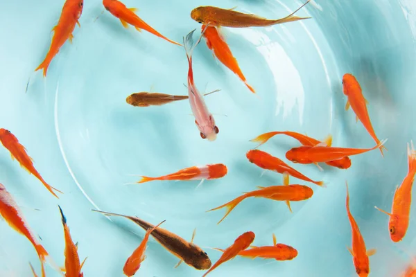 Peces Dorados Nadando Pecera Sobre Fondo Azul — Foto de Stock