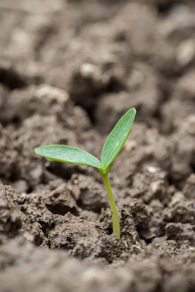 土で成長する小さな緑の苗 — ストック写真
