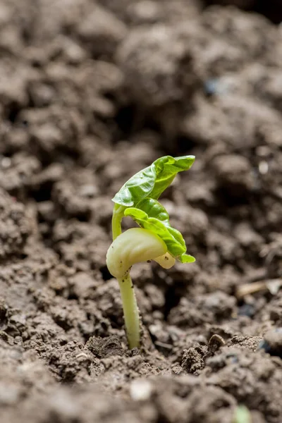 Little Green Seedlings Growing Soil — Stock Photo, Image