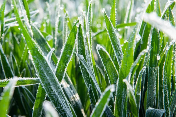 Ice crystals on green grass close up. Nature background.
