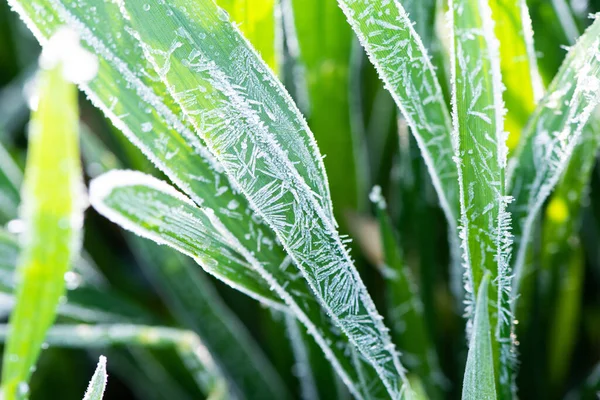 Ice crystals on green grass close up. Nature background.