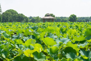 Asya Lotusu gölde yetişir.