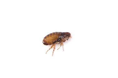 Flea on white background close-up. Destruction of parasites in pets