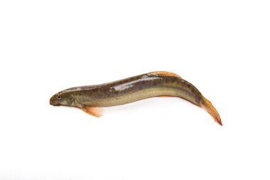 Fresh live loach isolated on white background