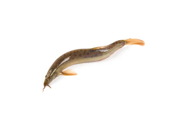 Fresh Live Loach Isolated White Background — Φωτογραφία Αρχείου