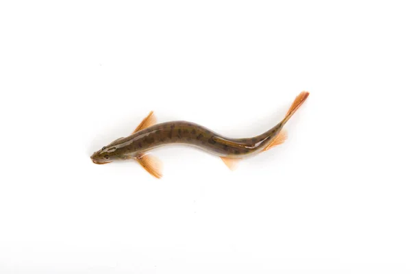 Fresh Live Loach Isolated White Background — Stock Fotó