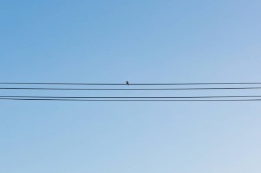 Mavi gökyüzü arkaplanı üzerinde kablolar üzerinde kuş kümesi.