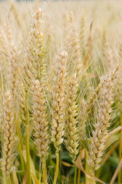 Buğday tarlası. Olgun buğday kulakları.