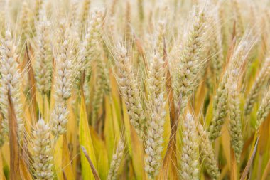 Buğday tarlası. Olgun buğday kulakları.