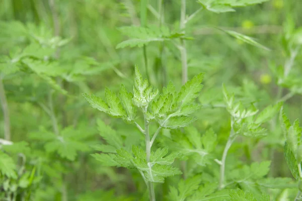 Mugwort Fresh Leaves Grow Field Artemisia Argyi — Stock Photo, Image