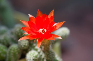 Kızıl Kaktüs Çiçeği Çiçeği