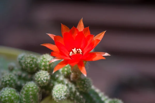 Květ Červeného Kaktusu — Stock fotografie
