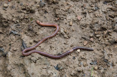 Earthworm moving in soil - closeup