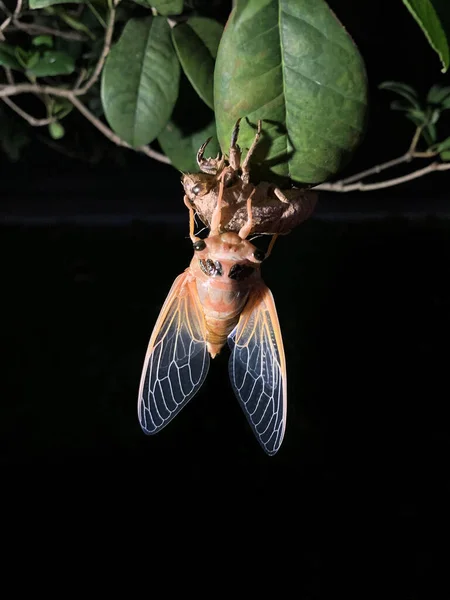 木の上で新興のシェルを経由してCicada成形Exuvia — ストック写真