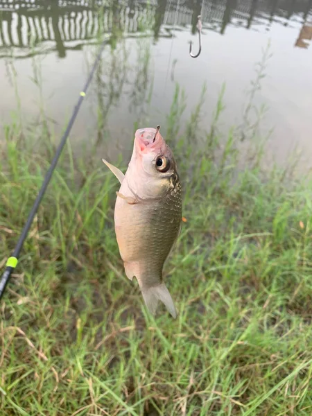 Fish Crucian Caught Hook — Fotografia de Stock