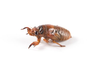 larva cicada moving on white background