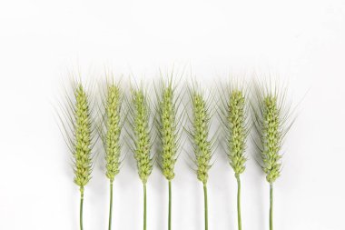 young green ear of wheats isolated on white background