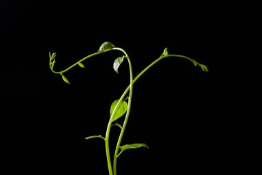 green leaf vines plant isolated on black background
