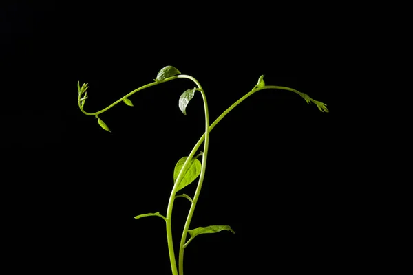 Groene Blad Wijnstokken Plant Geïsoleerd Zwarte Achtergrond — Stockfoto