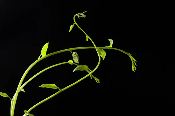 Foglia Verde Viti Pianta Isolata Sfondo Nero — Foto Stock