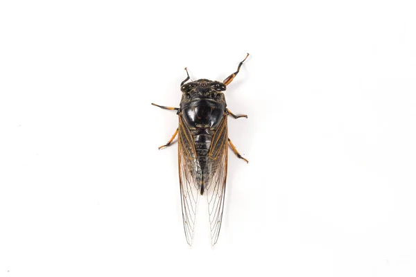 Ενήλικο Μαύρο Cicada Απομονωμένο Λευκό Φόντο — Φωτογραφία Αρχείου