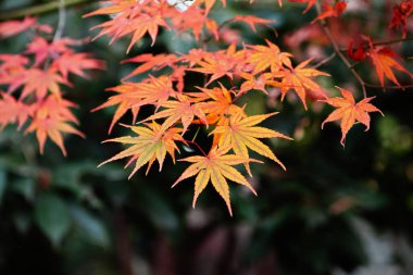 Sonbahar arka planında güzel kırmızı akçaağaç yaprağı. yakın plan. 