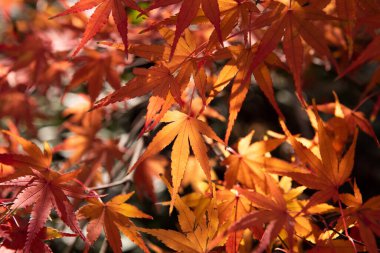 Sonbahar arka planında güzel kırmızı akçaağaç yaprağı. yakın plan. 