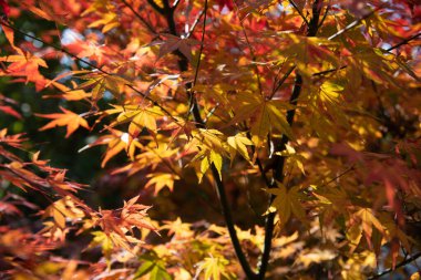 Sonbahar arka planında güzel kırmızı akçaağaç yaprağı. yakın plan. 
