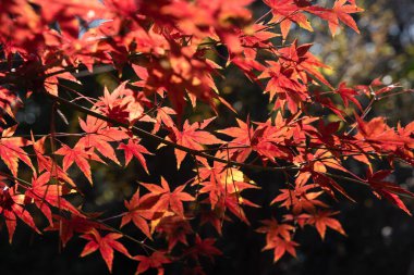 Sonbahar arka planında güzel kırmızı akçaağaç yaprağı. yakın plan. 