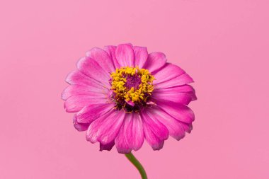 Beautiful blooming pink gerbera daisy flower on pink background.