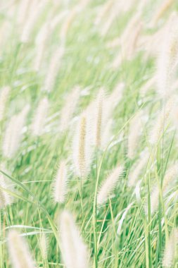 Yaygın yeşil tilki kuyruğu yakın plan. Setaria viridis, yeşil kıllı çim