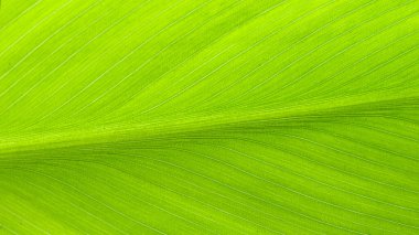 Yeşil yaprak dokusu arkaplanını kapat