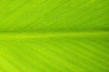 Yeşil yaprak dokusu arkaplanını kapat