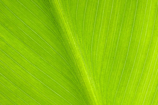 Yeşil yaprak dokusu arkaplanını kapat