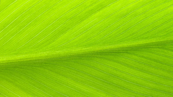 Yeşil yaprak dokusu arkaplanını kapat