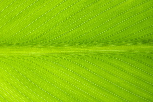 Primo Piano Sfondo Foglia Verde Texture — Foto Stock