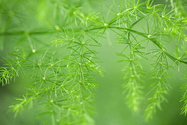 Yeşil kuşkonmaz eğreltiotu yaprağına yakın çekim