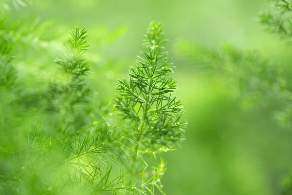 绿芦笋蕨叶的闭塞 — 图库照片