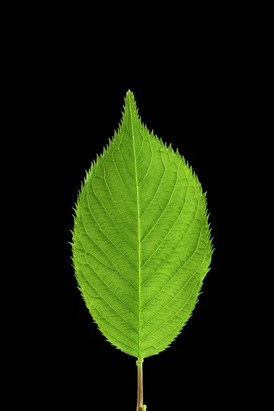 Närbild Gröna Löv Struktur Svart Bakgrund — Stockfoto