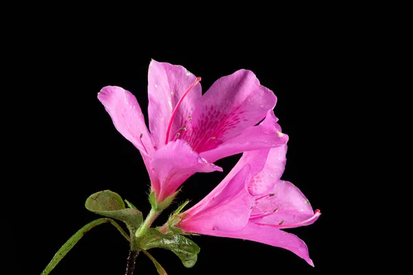 Квіти Азалеаса Листям Чорному Тлі Стокове Зображення