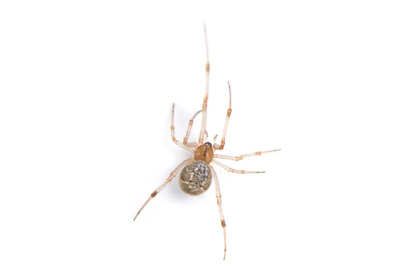 Hnědé Pavouk Izolovaných Bílém Pozadí — Stock fotografie